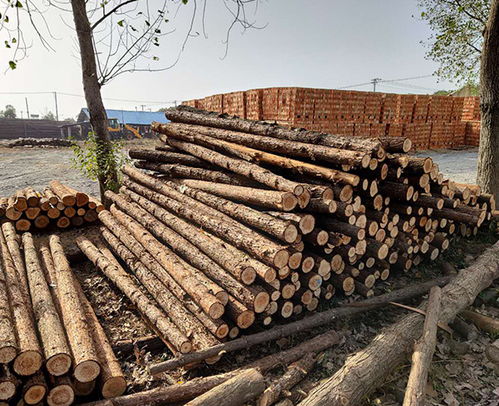 南京云森駁岸木樁、防汛杉木樁、連云港杉木樁與家具應(yīng)用